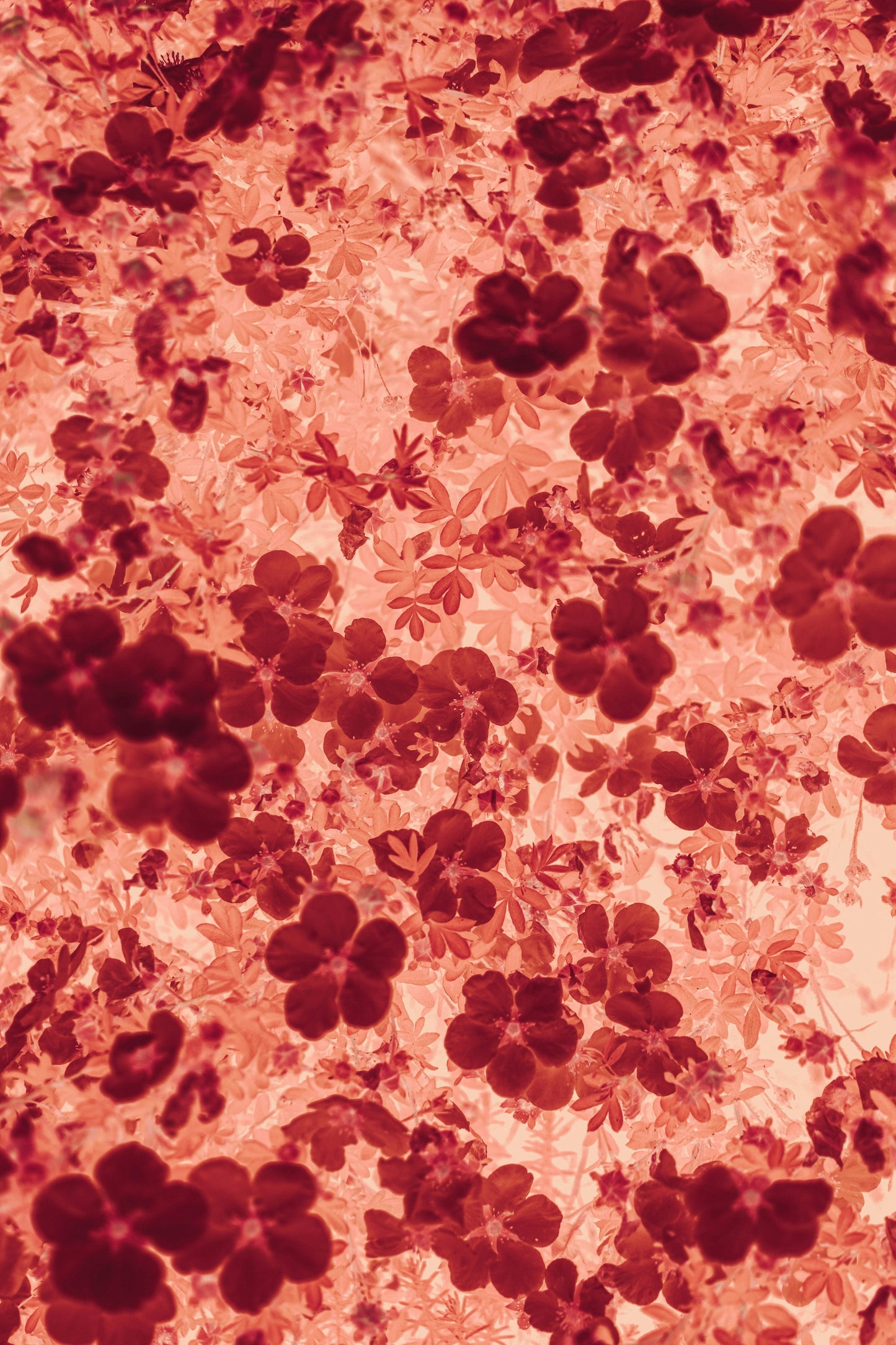 Steam, Shed, Sway Consultation